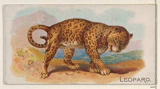 Leopard, from the Quadrupeds series (N21) for Allen & Ginter Cigarettes