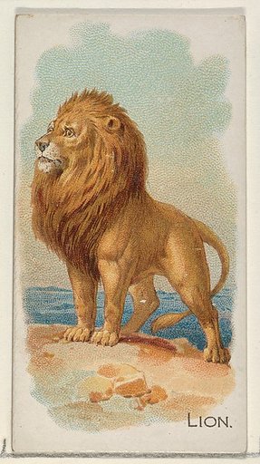 Lion, from the Quadrupeds series (N21) for Allen & Ginter Cigarettes
