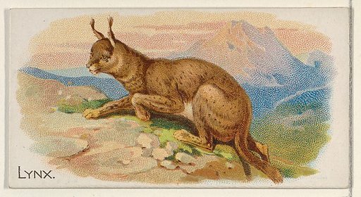 Lynx, from the Quadrupeds series (N21) for Allen & Ginter Cigarettes