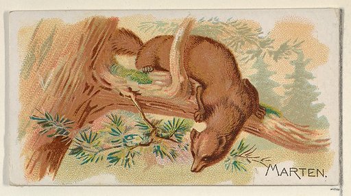 Marten, from the Quadrupeds series (N21) for Allen & Ginter Cigarettes