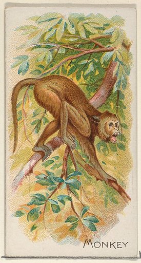 Monkey, from the Quadrupeds series (N21) for Allen & Ginter Cigarettes