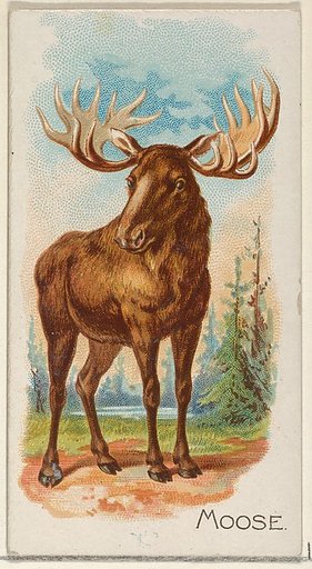 Moose, from the Quadrupeds series (N21) for Allen & Ginter Cigarettes
