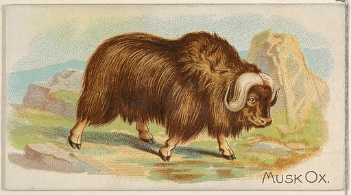 Musk Ox, from the Quadrupeds series (N21) for Allen & Ginter Cigarettes