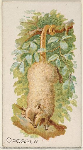Opossum, from the Quadrupeds series (N21) for Allen & Ginter Cigarettes