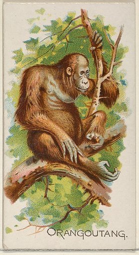 Orangoutang, from the Quadrupeds series (N21) for Allen & Ginter Cigarettes