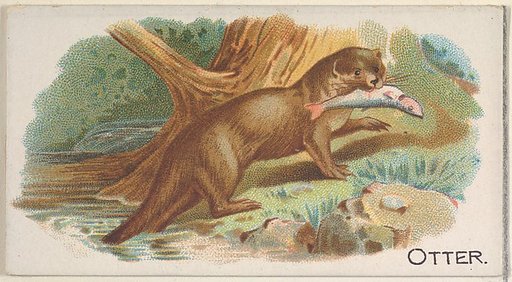 Otter, from the Quadrupeds series (N21) for Allen & Ginter Cigarettes