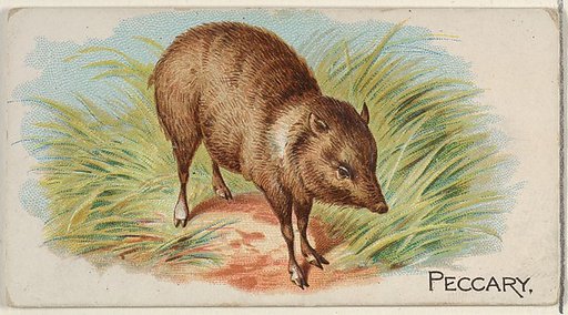 Peccary, from the Quadrupeds series (N21) for Allen & Ginter Cigarettes