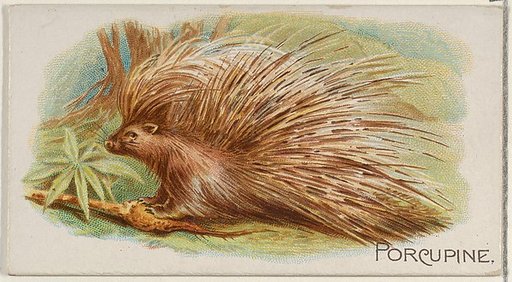 Porcupine, from the Quadrupeds series (N21) for Allen & Ginter Cigarettes