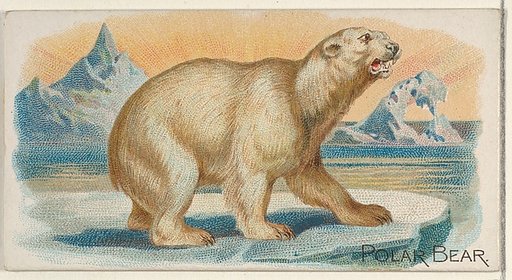 Polar Bear, from the Quadrupeds series (N21) for Allen & Ginter Cigarettes