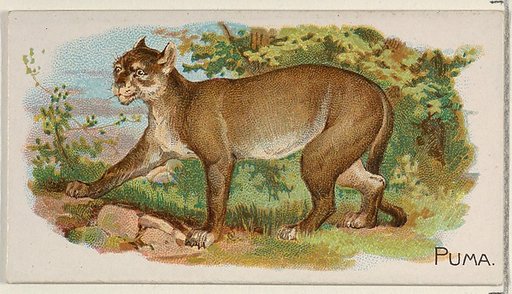 Puma, from the Quadrupeds series (N21) for Allen & Ginter Cigarettes