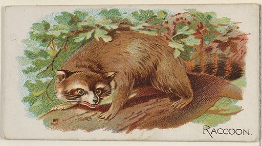 Raccoon, from the Quadrupeds series (N21) for Allen & Ginter Cigarettes