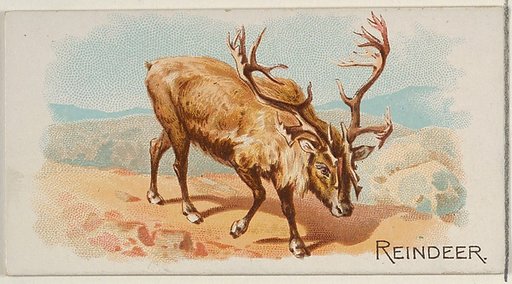 Reindeer, from the Quadrupeds series (N21) for Allen & Ginter Cigarettes