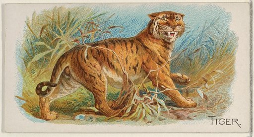 Tiger, from the Quadrupeds series (N21) for Allen & Ginter Cigarettes