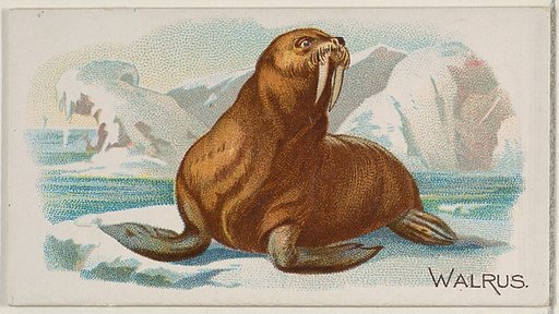 Walrus, from the Quadrupeds series (N21) for Allen & Ginter Cigarettes