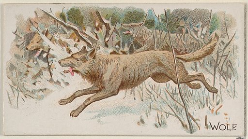 Wolf, from the Quadrupeds series (N21) for Allen & Ginter Cigarettes