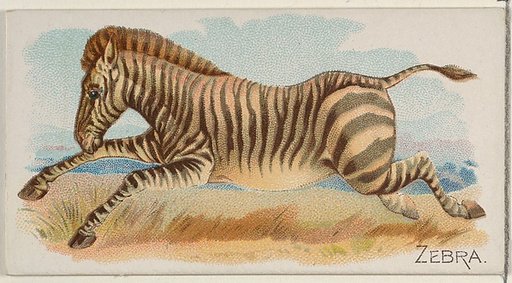 Zebra, from the Quadrupeds series (N21) for Allen & Ginter Cigarettes