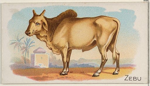 Zebu, from the Quadrupeds series (N21) for Allen & Ginter Cigarettes