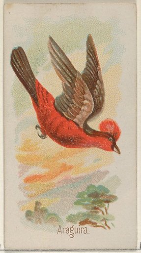 Araguira, from the Song Birds of the World series (N23) for Allen & Ginter Cigarettes