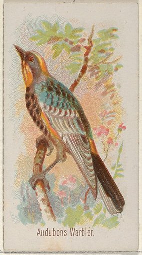 Audobons Warbler, from the Song Birds of the World series (N23) for Allen & Ginter Cigarettes