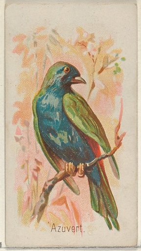 Azuvert, from the Song Birds of the World series (N23) for Allen & Ginter Cigarettes