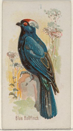 Blue Bullfinch, from the Song Birds of the World series (N23) for Allen & Ginter Cigarettes
