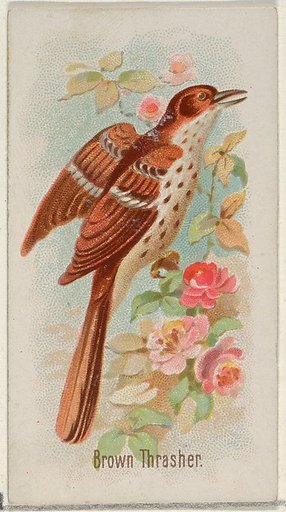 Brown Thrasher, from the Song Birds of the World series (N23) for Allen & Ginter Cigarettes