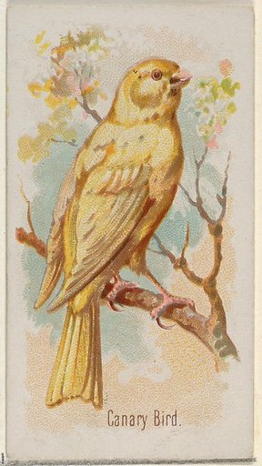 Canary Bird, from the Song Birds of the World series (N23) for Allen & Ginter Cigarettes