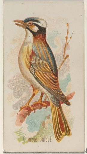 Chinese Bulbul, from the Song Birds of the World series (N23) for Allen & Ginter Cigarettes