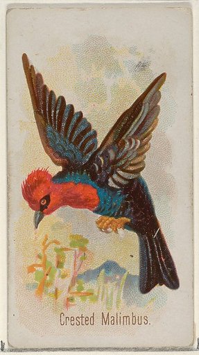 Crested Malimbus, from the Song Birds of the World series (N23) for Allen & Ginter Cigarettes