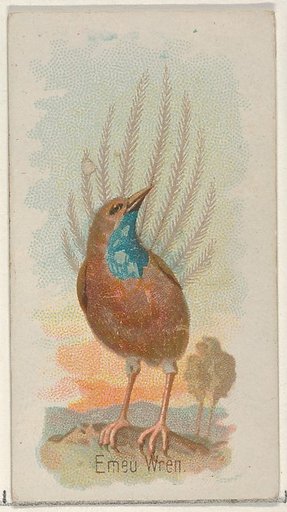 Emeu Wren, from the Song Birds of the World series (N23) for Allen & Ginter Cigarettes
