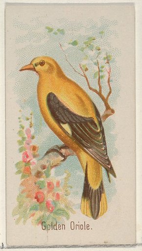Golden Oride, from the Song Birds of the World series (N23) for Allen & Ginter Cigarettes