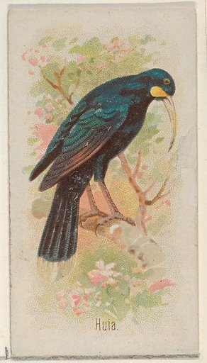Huia, from the Song Birds of the World series (N23) for Allen & Ginter Cigarettes