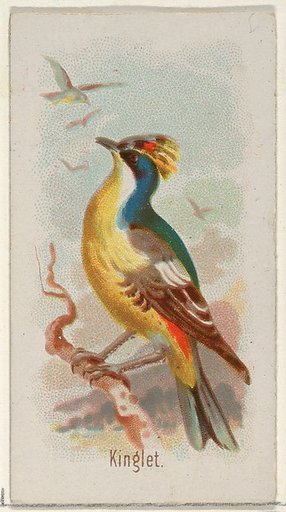 Kinglet, from the Song Birds of the World series (N23) for Allen & Ginter Cigarettes