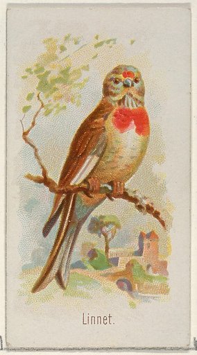 Linnet, from the Song Birds of the World series (N23) for Allen & Ginter Cigarettes