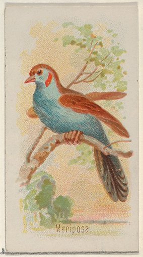 Mariposa, from the Song Birds of the World series (N23) for Allen & Ginter Cigarettes