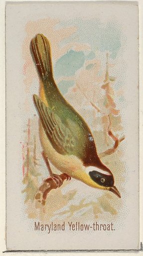 Maryland Yellow-throat, from the Song Birds of the World series (N23) for Allen & Ginter Cigarettes