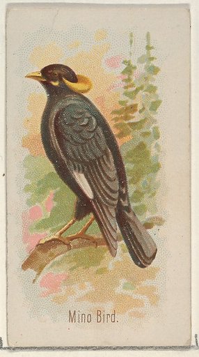 Mino Bird, from the Song Birds of the World series (N23) for Allen & Ginter Cigarettes