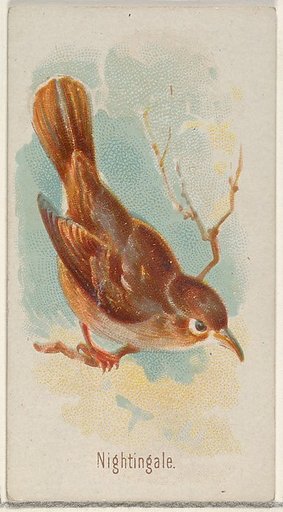 Nightingale, from the Song Birds of the World series (N23) for Allen & Ginter Cigarettes