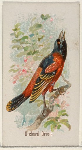 Orchard Oriole, from the Song Birds of the World series (N23) for Allen & Ginter Cigarettes