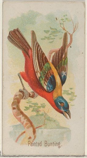 Painted Bunting, from the Song Birds of the World series (N23) for Allen & Ginter Cigarettes