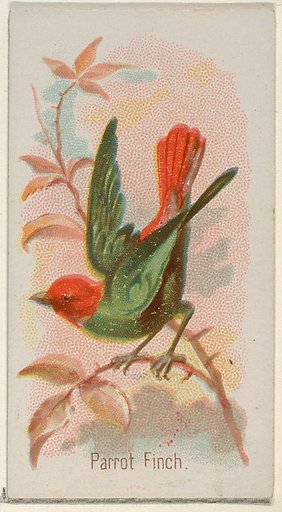 Parrot Finch, from the Song Birds of the World series (N23) for Allen & Ginter Cigarettes