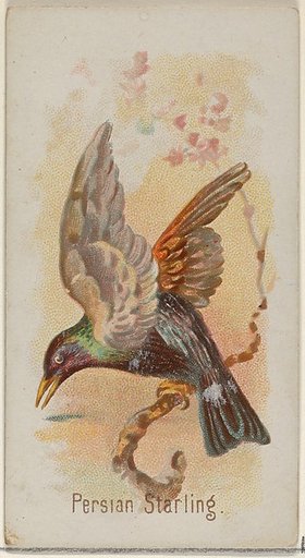 Persian Starling, from the Song Birds of the World series (N23) for Allen & Ginter Cigarettes