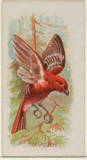 Pine Grosbeak, from the Song Birds of the World series (N23) for Allen & Ginter Cigarettes