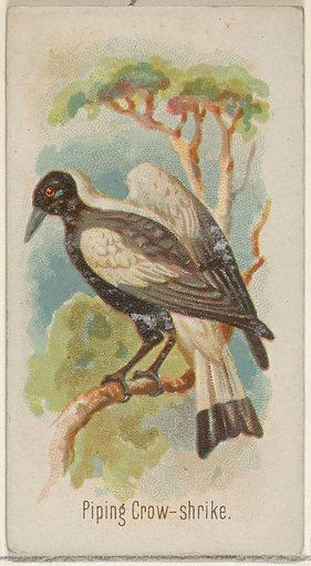 Piping Crow-shrike, from the Song Birds of the World series (N23) for Allen & Ginter Cigarettes