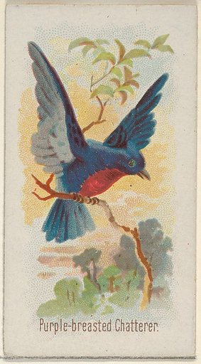 Purple-breasted Chatterer, from the Song Birds of the World series (N23) for Allen & Ginter Cigarettes