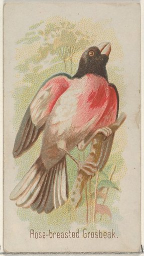 Rose-breasted Grosbeak, from the Song Birds of the World series (N23) for Allen & Ginter Cigarettes