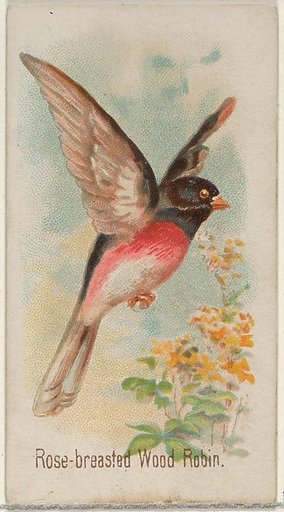 Rose-breasted Wood Robin, from the Song Birds of the World series (N23) for Allen & Ginter Cigarettes
