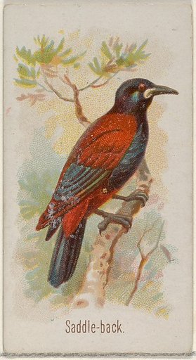 Saddle-back, from the Song Birds of the World series (N23) for Allen & Ginter Cigarettes