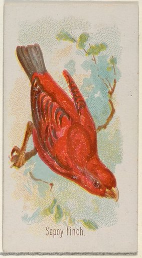 Sepoy Finch, from the Song Birds of the World series (N23) for Allen & Ginter Cigarettes
