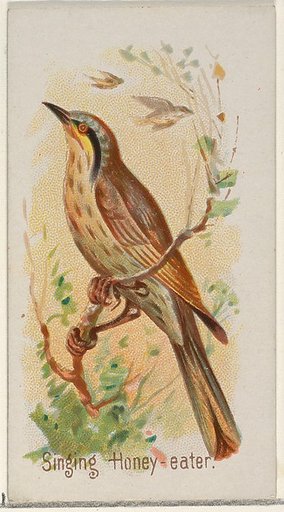 Singing Honey-eater, from the Song Birds of the World series (N23) for Allen & Ginter Cigarettes